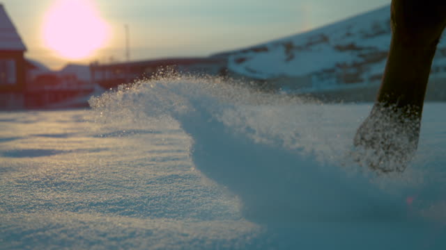 MOVIMIENTO-SLOW-CLOSE-UP:-Caballo-caminar-a-través-nieve-fresca-manta-al-atardecer-de-invierno