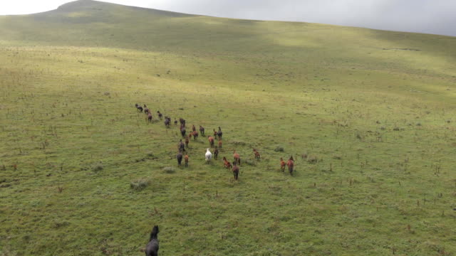 Aerial-shots-of-a-herd-of-horses-running-through-a-mountain-valley.