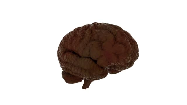 Realistic-human-brain-rotating-on-white-background.-Loopable-animation.-Contains-alpha-channel