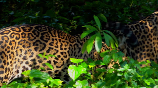 Leopard-walking-in-forest