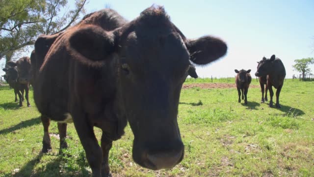 First-plane-of-a-bull-and-some-cows-on-the-back-watching-to-the-camera-and-coming-closer-on-a-sunny-day-on-summer-or-spring