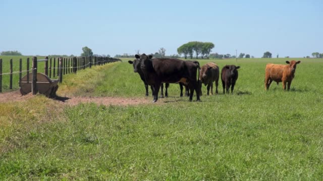 Algunas-vacas-y-terneros-al-lado-de-una-fuente-de-agua-potable-está-mirando-a-la-cámara-y-de-repente-comienzan-a-huir-en-un-día-soleado-en-verano-o-primavera-|