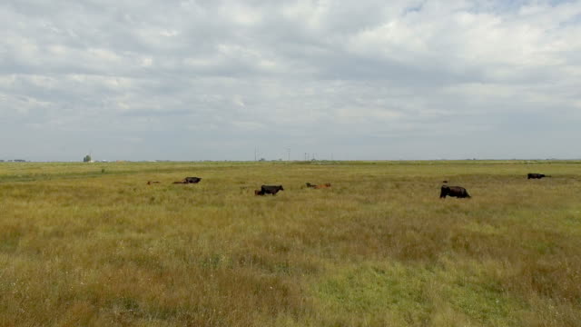 Cattle-and-horses-resting-in-lonely-field
