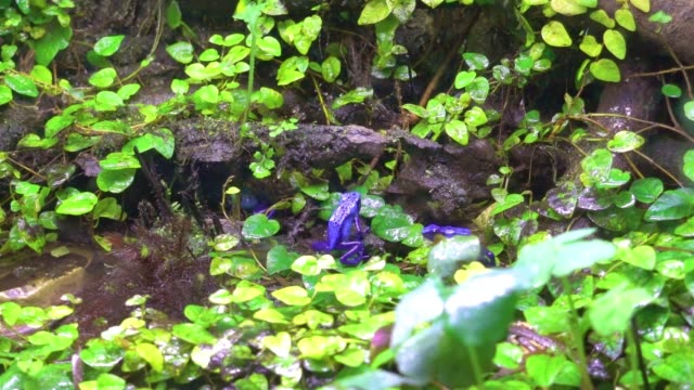 rana-azul-exótica-en-bosque-húmedo