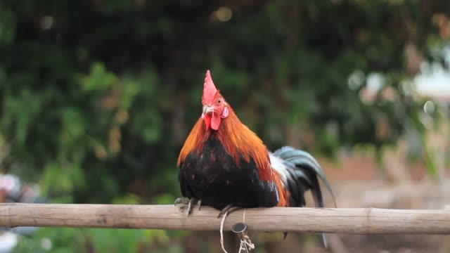 native-Thai-rooster-cockerel-perched-on-a-bamboo-pole-watching-and-waiting-for-it's-owner-in-a-local-Thai-village,-Northern-Thailand,-Southeast-Asia