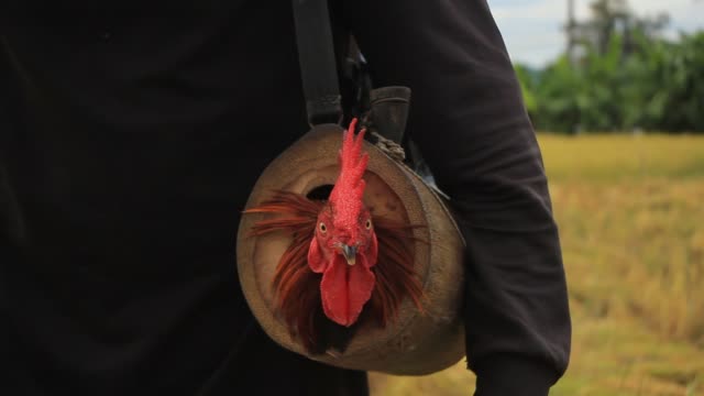 Thai-man-carrying-his-tamed-fighting-rooster-in-a-specially-made-bamboo-carrying-bag-into-the-bush-to-possibly-fight-and-catch-wild-roosters,-Mae-Hong-Son,-Northern-Thailand,-Southeast-Asia