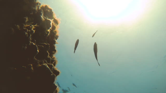 Fishes-swimming-underwater-shot-from-seabed-bottom-of-the-sea-with-sun-rays-through-clear-water.