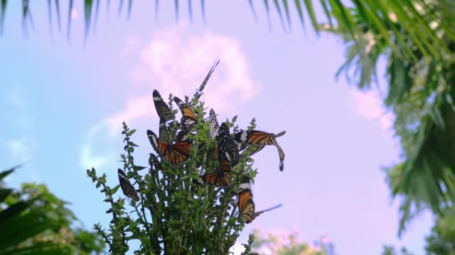 Bunte-Schmetterlinge-fliegen-in-Zeitlupe.