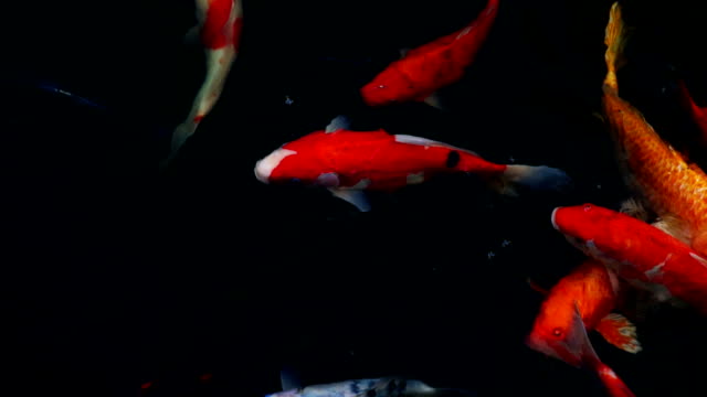 slow-motion-of-Koi-fish-swimming-in-the-aquarium,-Fancy-carp-fish,-Top-view