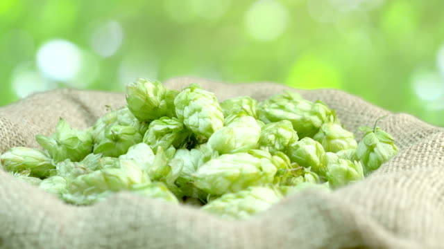 Man-checking-hops-on-the-plantation-in-4k-slow-motion-60fps