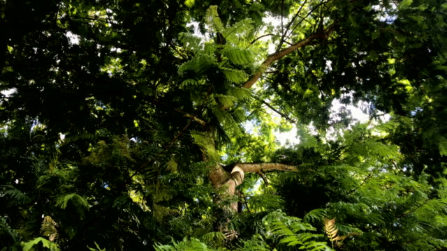 Upward-view-of-tree.