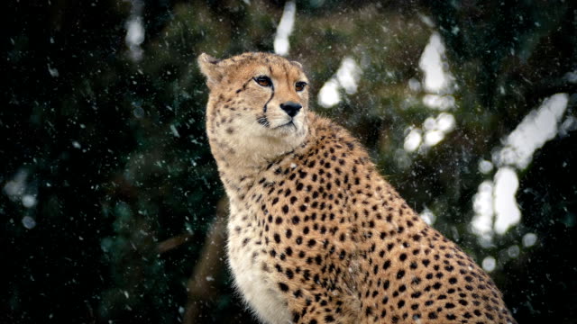 Cheetah-In-Snowfall