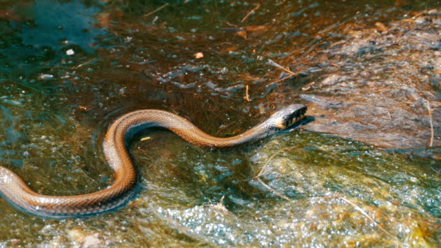 Grass-Snake-in-the-River