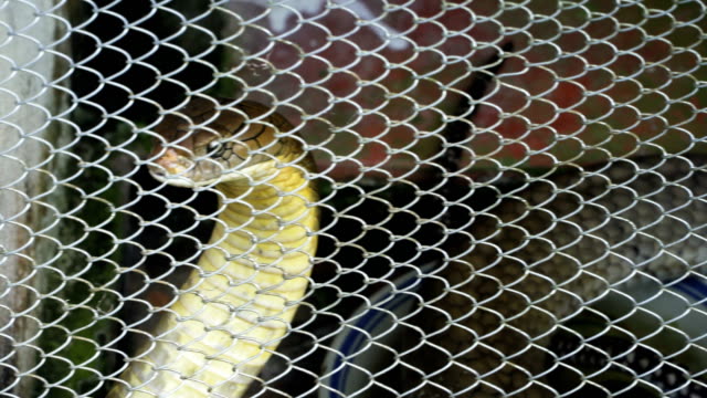 The-king-cobra-in-the-cage