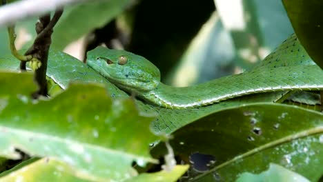 Vogeli-grüne-Grubenotter