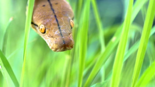 python-(Morelia-viridis).-closeup-of-the-eye