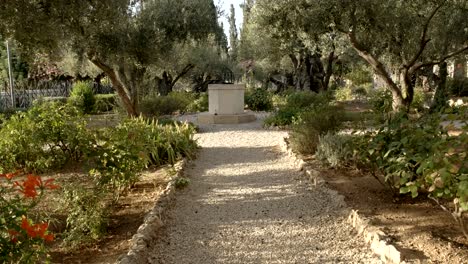 Weg-und-alte-Olivenbäume-im-Garten-von-Gethsemane,-jerusalem