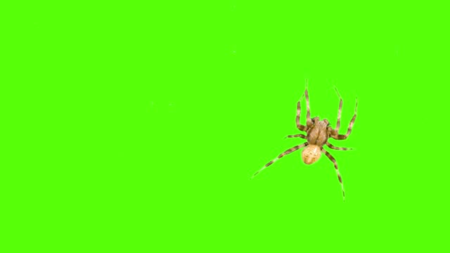 Divertida-araña-se-arrastra-sobre-la-pantalla-en-un-fondo-verde.-Salvapantallas-del-logo.-Selección-de-un-solo-clic-y-superposición-en-el-editor-de-vídeo