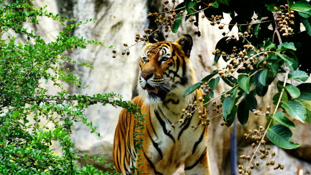 Die-Bengal-Tiger,-die-Ruhe-im-Wald