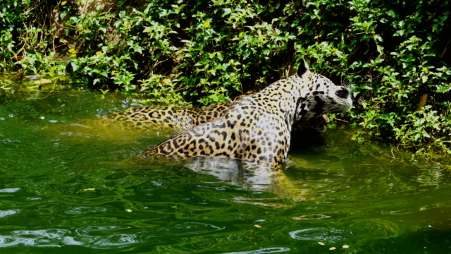 Two-jaguar-playing-and-swimming-in-pond