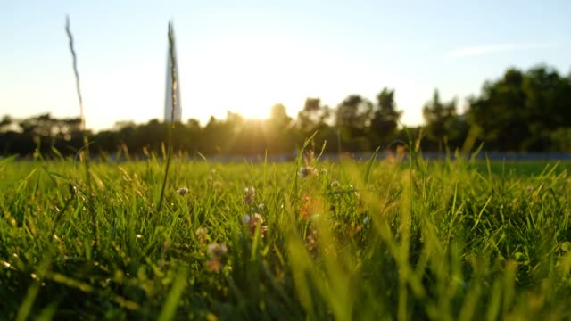 Closeup-grass-Feld-und-fliegenden-Bugs-bei-Sonnenuntergang.