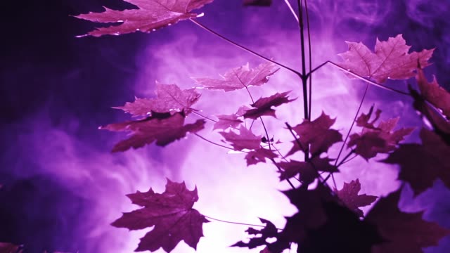 Púrpura-luces-en-el-bosque
