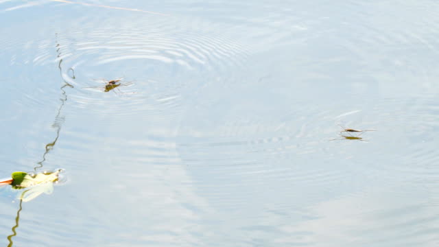 Water-strider-on-the-water-pond