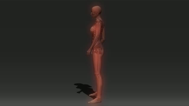 Menschliche-Anatomie-Animation
