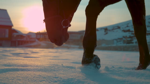 SLOW-MOTION-CLOSE-UP-Pferd-gehen-Trog-frisch-gefallenen-Schnee-auf-Feld-im-winter