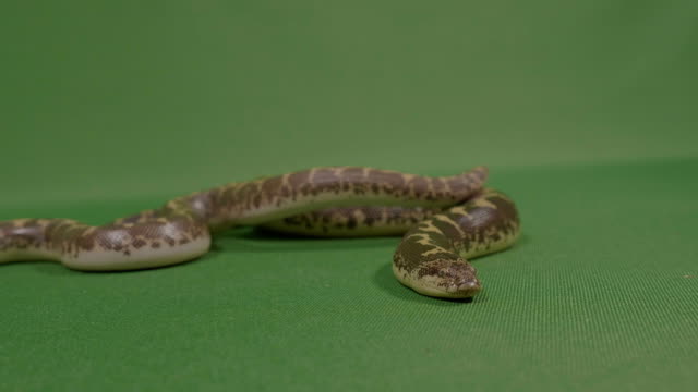 Aterradora-serpiente-chasquear-su-lengua-listo-para-atacar