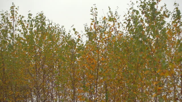 Herbstwald-bei-bewölkten-Tag,-wiegen-sich-Bäume-bei-Wind.