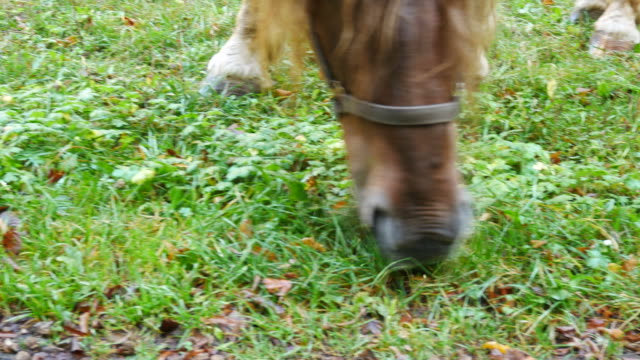 Horse-grazing-on-the-meadow.-Hand-held-shot.-Detail.