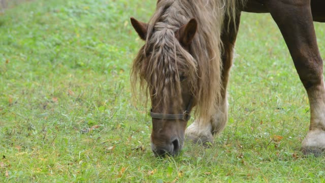Horse-grazing-on-the-meadow.-No-camera-motion.-Detail.