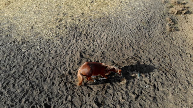 Beautiful-funny-young-chestnut-horse-rolling-in-dust-at-farm-on-bright-sunny-day.
