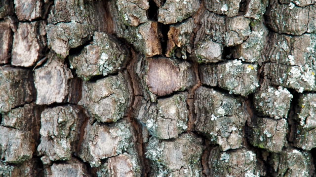 Bark-of-tree.
