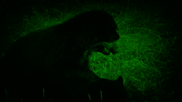 Visión-nocturna-captura-de-osos-lucha