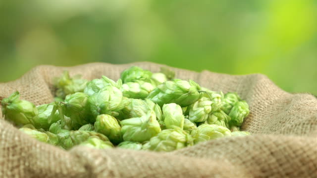 Hops-falling-into-the-linen-bag-in-slow-motion-180fps