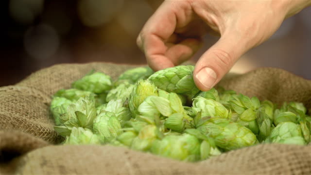 Man-checking-hops-on-the-plantation-in-slow-motion-180fps