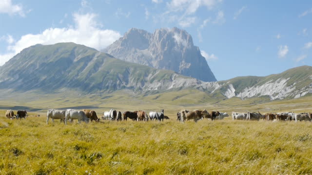Ranch-animals-in-green-field-with-mountains