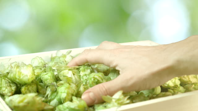 Man-taking-hops-from-the-box-on-the-plantation-in-slow-motion-180fps