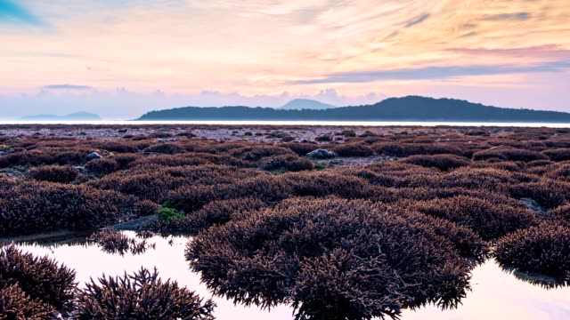 Schöne-Korallen-Riff-bei-Ebbe-Wasser-im-Meer-in-Phuket-Insel-schöne-leichte-Sonnenaufgang-4K-Zeit-verfallen-Nacht-zu-Tag-Schuss