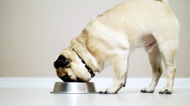 Pug-dog-eating-from-bowl-in-slow-motion,-indoor
