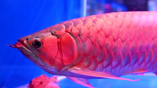 4K-Fish-arowana-float-and-swim-showing-it-beautiful-and-shining-scale-on-fish-tank