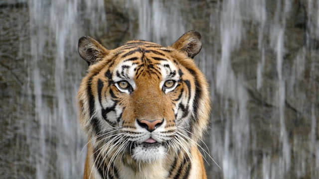 Tigres-de-Bengala-en-el-fondo-de-la-cascada.