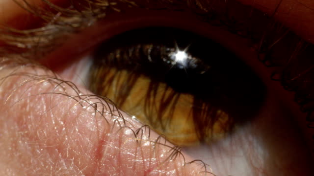 Makro-EXTREME-CLOSE-UP:-Detail-des-Weibchens-braune-Augen-funkeln-in-der-Sonne