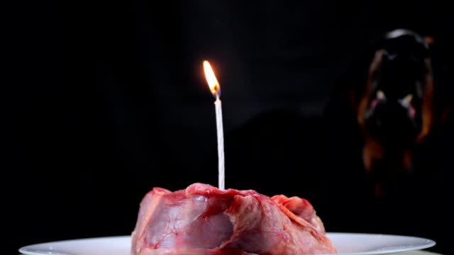 Dog-barking-blows-out-a-burning-candle-in-a-festive-meat-in-honor-of-the-birthday