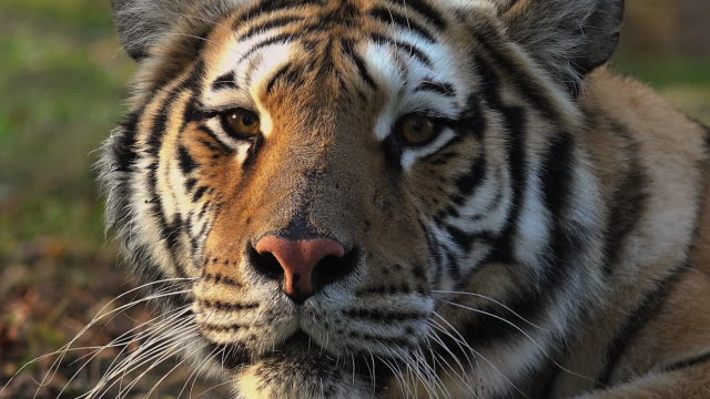 el-tigre-siberiano-está-descansando-luego-atacar
