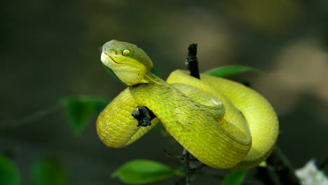 Chinesischer-grüner-Baum-viper