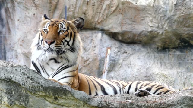 Cute-tiger-in-nature