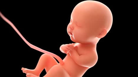 4k-zoom-in-3d-rendering-fetus-video-with-alpha--channel,5-months-baby.(4096*2160)